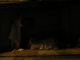 Nativity #3