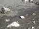 Alkali Flies