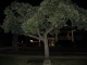 Arbol de Amistad