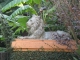 Lions