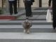 This damned dog