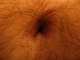 Belly button