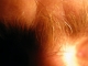 Unibrow close