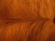Happy trail