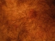 Giant mole