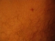 Mole