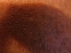 Top of my head