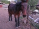 Buckshot