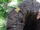 A yellow bear!