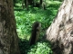 The trees