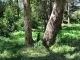 The trees