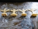 Cookie playing pieces
