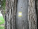 Bonus Tree