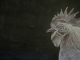 Cayla L's Portrait