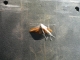 Butterfly in the van