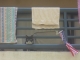 Creepy cat