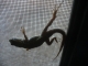 Lizard.