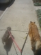 Snootsnout & Big Daddy