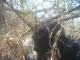 More damned trees!
