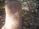 Thorn