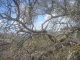View from inside a tree