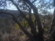 Tree at the top