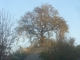 One Tree Hill
