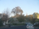 Giant oak on a hill