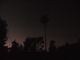 Palm