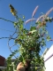 Tramp Bouquet
