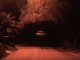 Tree Tunnel