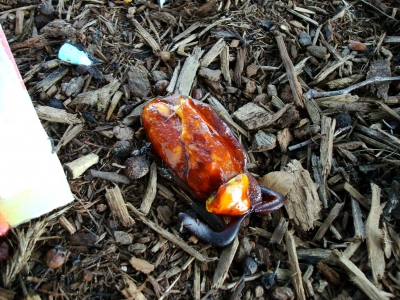 Slimy Cockroach Cluster...yum!