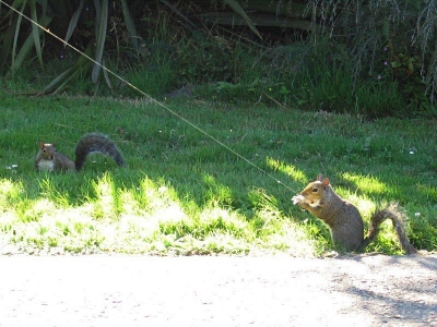 Squirrel on a line.