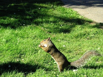 Squirrel.