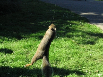 Just barely airborne.