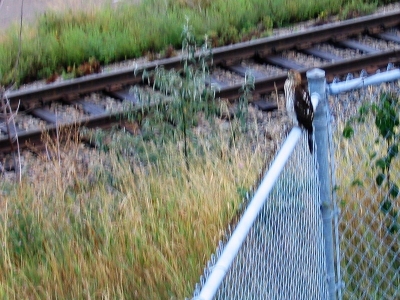 Beside the bridge, I spot a fearsome bird.