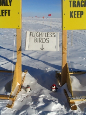 Flightless birds. Flightless birds.