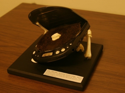 Mounted specimen. Mounted specimen.