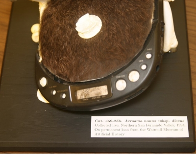Mounted, up close. Mounted, up close.