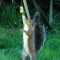 Something Fishy by Loki, Spidere Something Fishy by Loki, Spidere