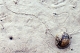 Not a stone
