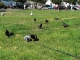 Fishing for pigeons.