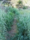 A trail.