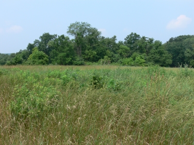 Not a garden anymore