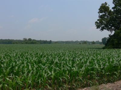 More corn