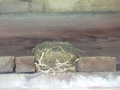 Nest 1