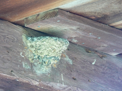 Nest 3