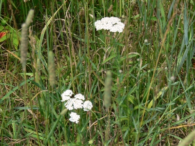 Yarrow