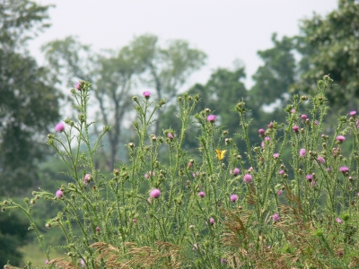 Yellow Sulfur butterfly