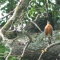 Robin red-breast